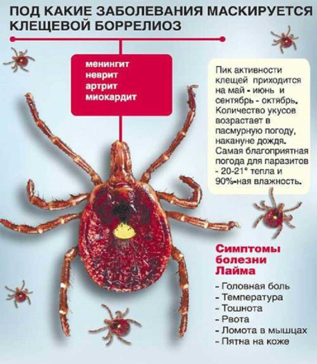 Клещевой боррелиоз Клещевой боррелиоз.